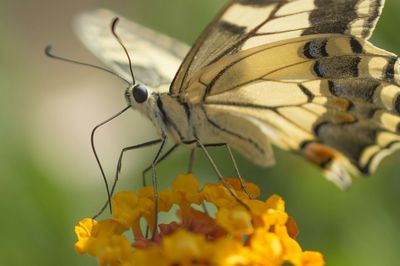 Close-up of butterfly on flower