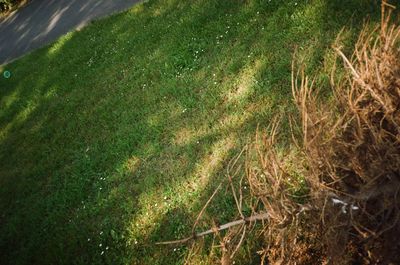 High angle view of grass on field