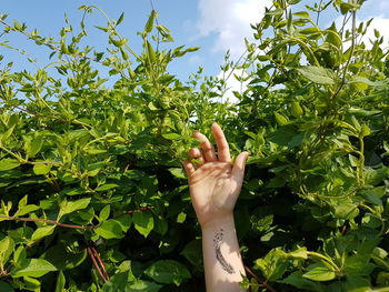 Close-up of woman hand against plants