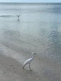 Seagull flying over sea
