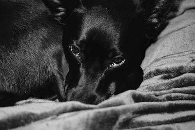 Close-up portrait of dog relaxing on bed