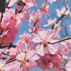 Close-up of pink cherry blossoms in spring