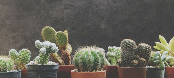 Close-up of succulent plants in pot