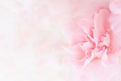 Close-up of pink rose flower