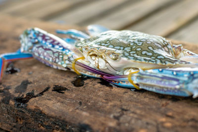 Close-up of fish on table