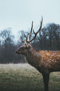 View of deer on field