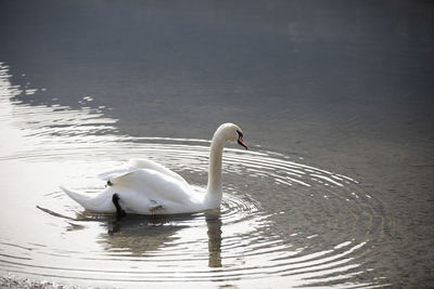 Swan swimming in lake