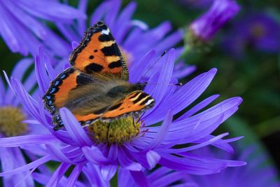 Close-up of butterfly on purple flower