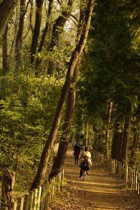 People walking on footpath in forest