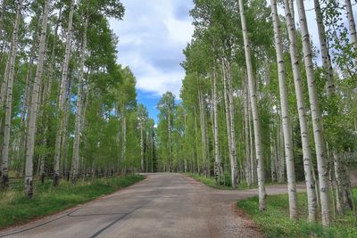 Empty road amidst trees in forest against sky