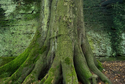 Close-up of tree trunk