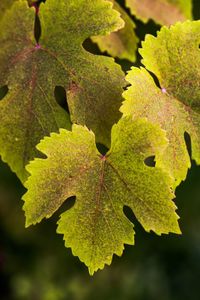 Close-up of leaves on plant during autumn