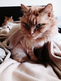 Close-up of cat resting on bed