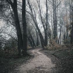 Road passing through forest