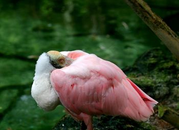 Close-up of bird