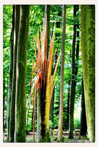 Trees growing on field