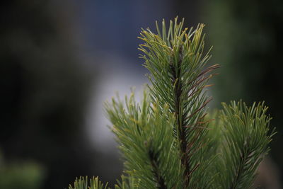 Close-up of pine tree