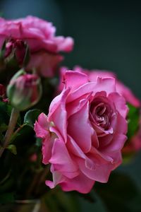 Close-up of pink rose blooming outdoors