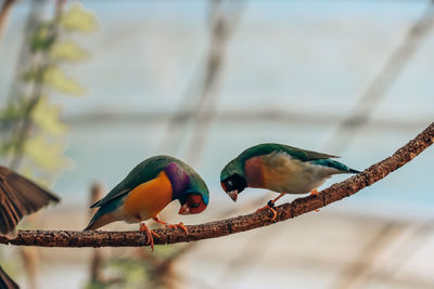 Close-up of birds perching on branch