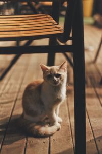 Cat sitting on table