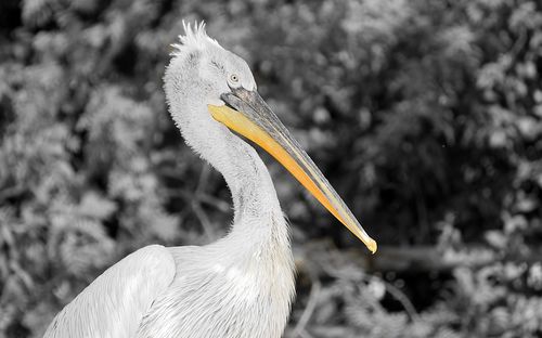 Close-up of a bird