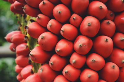 Detail shot of tomatoes