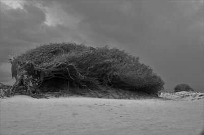 Sand dune on beach against sky