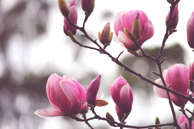 Beautiful pink magnolia blooms