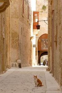 Cat sitting on alley amidst buildings in city