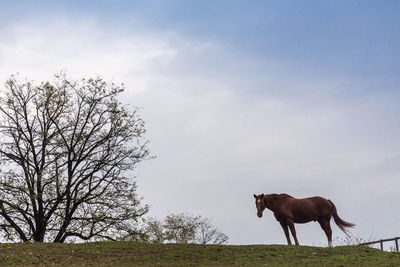Horse grazing on field against sky