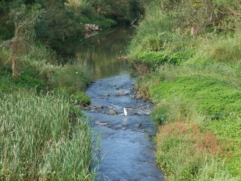 Stream flowing in forest