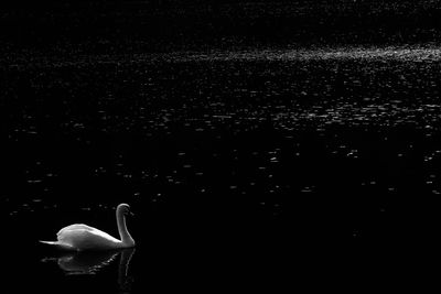 Close-up of bird in water