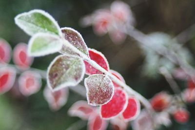 Close-up of plants against blurred background