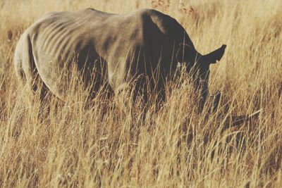 Rhino grazing in grass