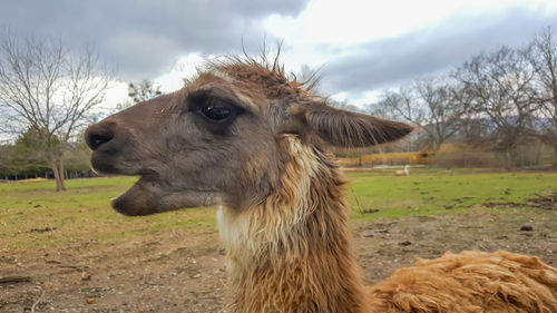 Close-up of llama on field against sky