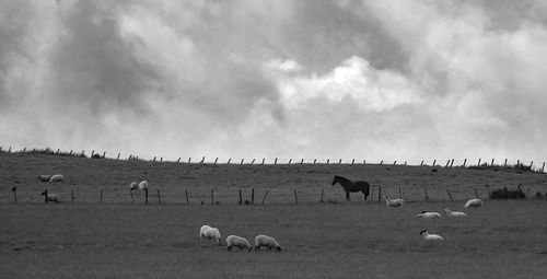 Flock of sheep grazing on field against sky