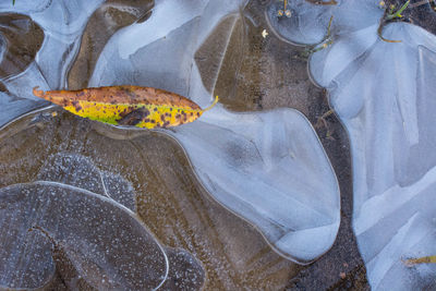 High angle view of fish swimming in sea