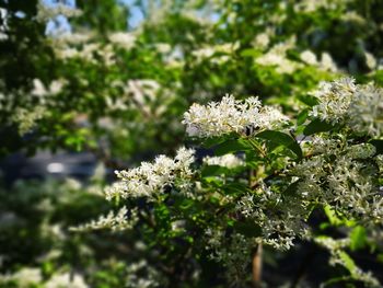 Close-up of flowers growing on tree