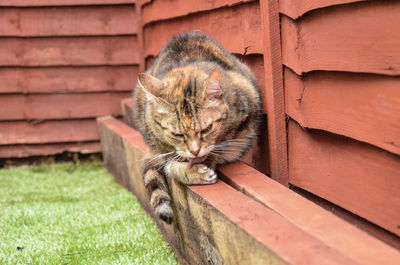 Close-up of cat sitting on wood