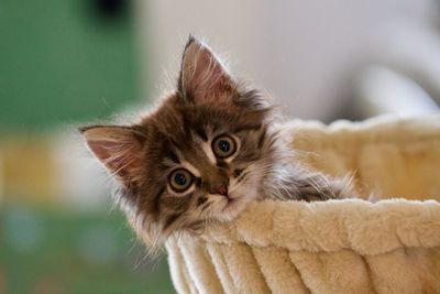 Close-up portrait of tabby kitten