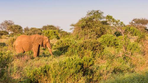 View of elephant on land against sky