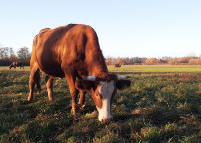 Cow grazing on grassy field against sky on sunny day