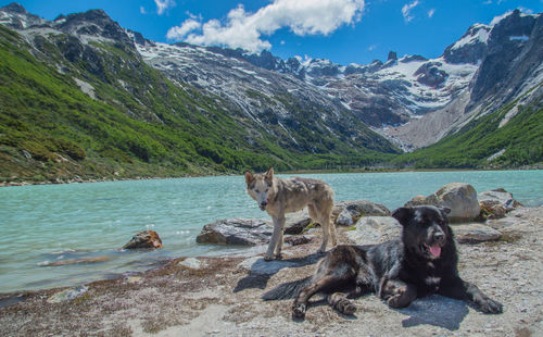 View of dogs on lake against mountains