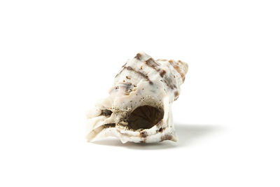 Close-up of a reptile over white background