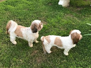 High angle view of dog standing on grass