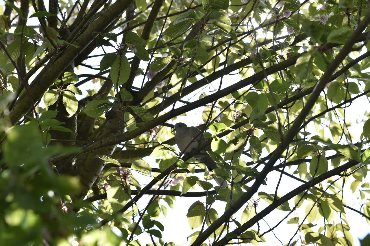 LOW ANGLE VIEW OF TREE BRANCHES