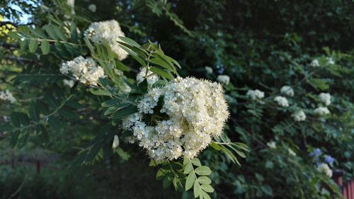 Close-up of flowers growing on tree
