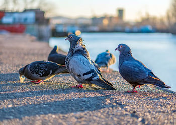 Pigeon is standing on the riverside. close-up.