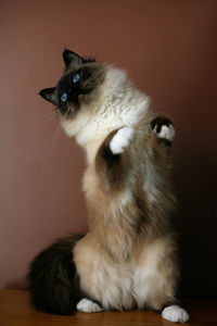 Portrait of cat sitting at home