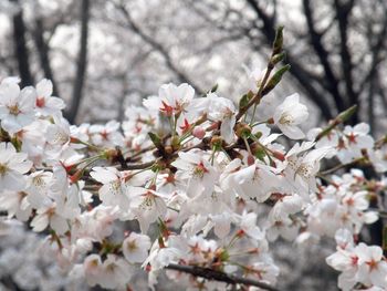 Close-up of cherry blossoms in spring